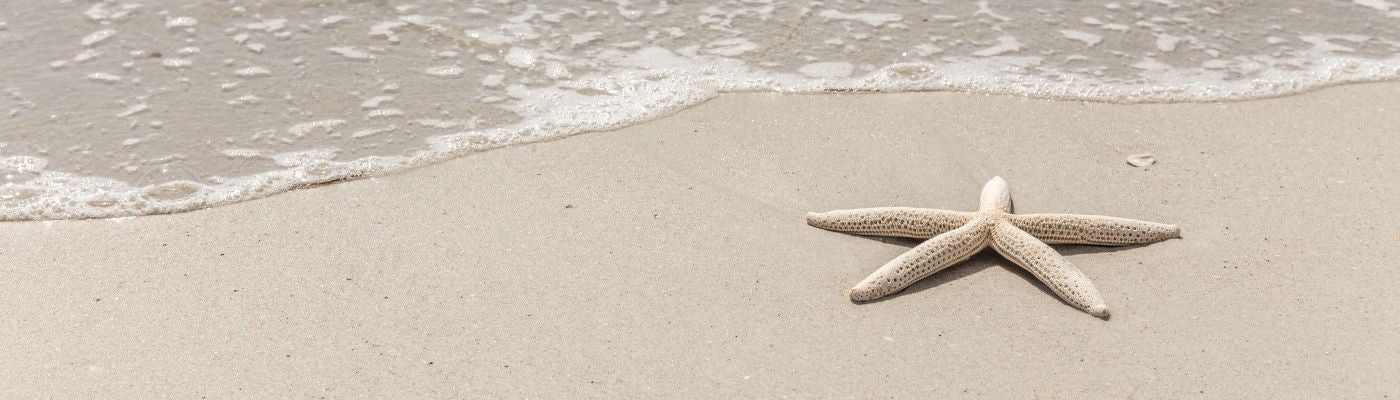 La décoration coquillage s'inspire de l'univers marin pour apporter une sensation de calme et de bien-être. Une tendance qui évoque les retraites côtières idylliques