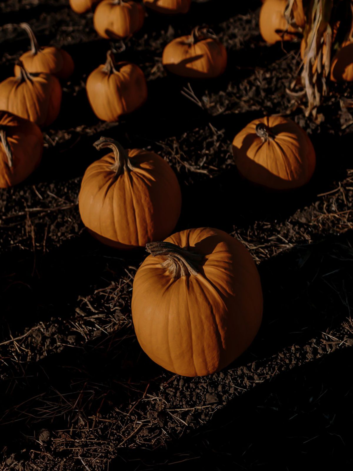 Halloween - décoration et bougie d'halloween pour une ambiance conviviale. bougies citrouilles, bougies champignons, bougies pomme de pin. bougies parfumées gourmandises 
