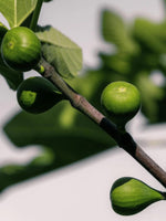 PARFUM FRAIS QUI SENT LA NATURE. BOUGIE PARFUMEE DE LUXE 
MADE IN FRANCE PARFUM DE GRASSE ARTISANAT FRANCAIS DE QUALITE.SENTEUR DOUCE ET FRAICHE COMME DANS UN JARDIN AU PETIT MATIN