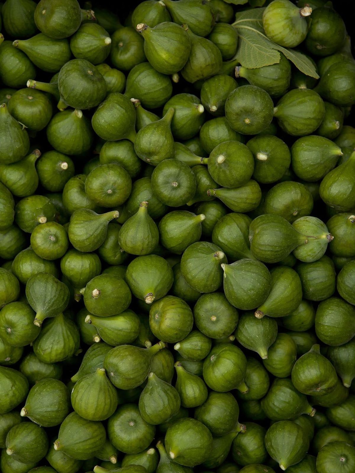 Bougie parfumée Figue 75g