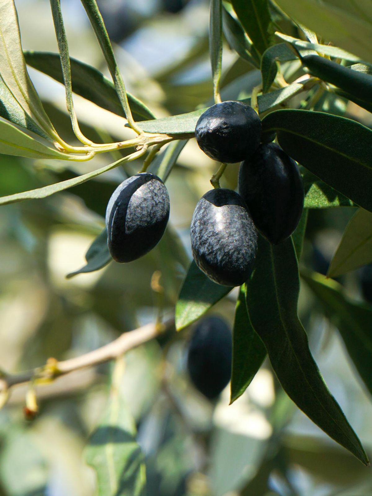 Bougie parfumée Bois d’olivier 180g